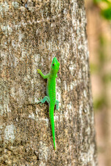 Koch's giant day gecko (Phelsuma kochi), endemic species of gecko, a lizard in the family Gekkonidae., Ankarafantsika National Park, Madagascar wildlife animal