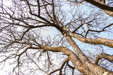Tree branches without leaves seen from below