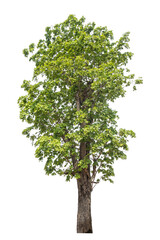 Green tree isolated on transparent background with clipping path, single tree with clipping path and alpha channel.