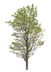 Green tree isolated on transparent background with clipping path, single tree with clipping path and alpha channel.