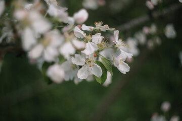 Spring banner, branches of blossoming cherry against background of blue sky on nature outdoors. Dreamy romantic image spring, landscape panorama, copy space.