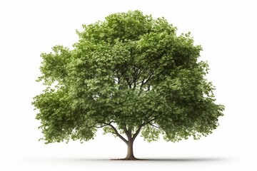 Fototapeta na wymiar green tree isolated on white background generative ai illustration 