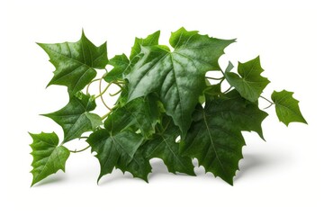 green Ivy isolated on white background generative ai illustration