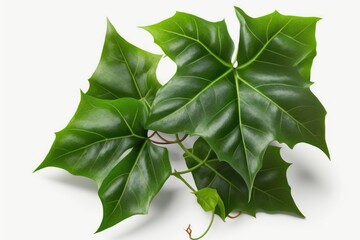 Fototapeta premium green Ivy isolated on white background generative ai illustration