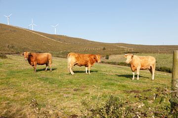 Three cows grazing in a green rural landscape, Galicia,