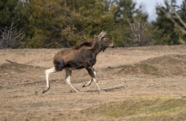Young elk running across the lawn in early spring
