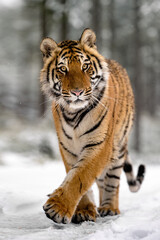 A tiger in the forest enjoys the fresh snow.
