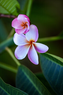 Pink plumeria exotic flower