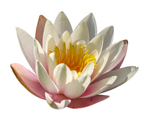 water lily, water rose or white nenuphar (Nymphaea alba) flower - obrazy, fototapety, plakaty
