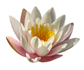 water lily, water rose or white nenuphar (Nymphaea alba) flower