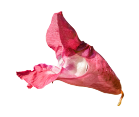 pink flower of Impatiens glandulifera, common names policeman's helmet, bobby tops, copper tops, gnome's hatstand, Himalayan balsam, kiss-me-on-the-mountain or Ornamental jewelweed