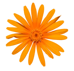 Zelfklevend Fotobehang orange gerbera flower detail from top on white © Petr