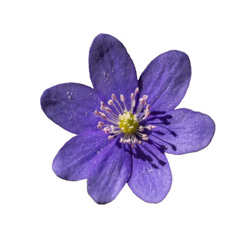 violet flower of common hepatica, liverwort, kidneywort or pennywort (Anemone hepatica or Hepatica nobilis)