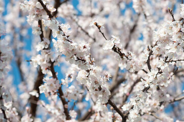 White Flower, spring. Cherry, apple blossom background.