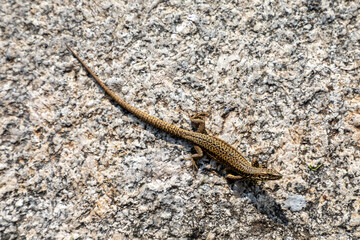 Wall lizard