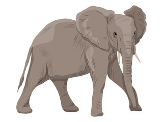 A large African elephant. Realistic vector animal of Africa