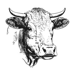 Cows head hand drawn sketch style. Vintage vector engraving illustration.