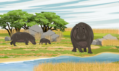 Herd of hippos on the bank of the stream. wildlife of africa. Realistic Vector Landscape