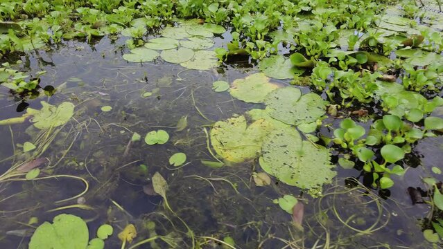 Wetland covered by green aquatic plants, flora and  hydrophytes.