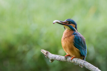 Stunning Kingfisher