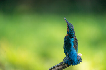 Kingfisher on high alert - obrazy, fototapety, plakaty