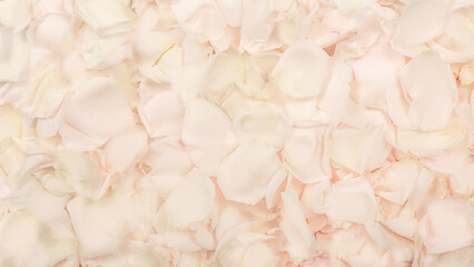 white rose petals. Valentine's day or Mother's day background. Flat lay. Top view. Background texture