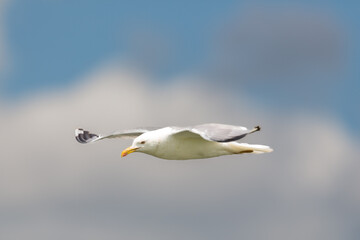 side view of flying yellow-legged gull (larus michahellis) - 579710420