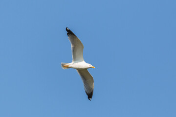 yellow-legged gull (larus michahellis) in flight in blue sky - 579710428