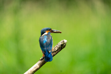 kingfisher on the branch