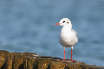 common black-headed gull (larus ridibundus) standing in front of sea - 579710485