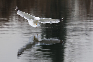 yellow-legged gull (larus michahellis) landing on water - 579710608
