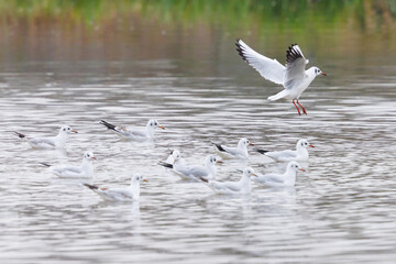 flock of common black-headed gulls (larus ridibundus) in water - 579710650