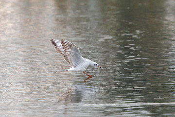 black-headed gull (larus ridibundus) landing on water surface - 579710675