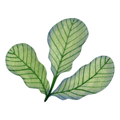 Watercolor illustration of leaves in folk art isolated on white background.