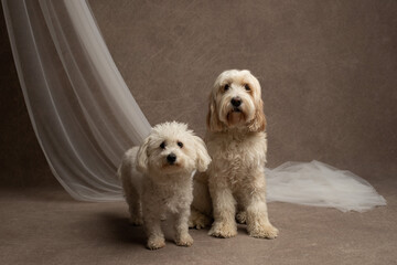 Two dogs in the studio shot, goldendoodle and maltese