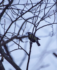 bird on a branch