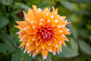 Blume im Sommergarten mit sch&ouml;ner Bl&uuml;te