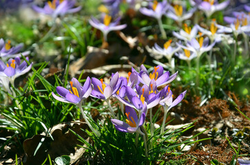 First flowers blooming crocuses 'Barr's Purple' growing from under old fallen leaves and pine tree branches in spring sunny day