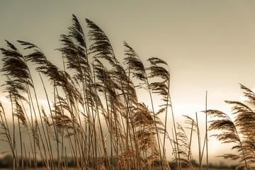 Long grass, reeds growing at sunset, summer sky setting, clear sky, sepia tones warm feeling