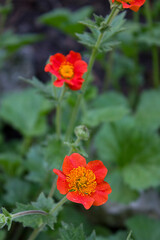 Obraz na płótnie Canvas orange flowers geum coccineum close-up growing in the garden
