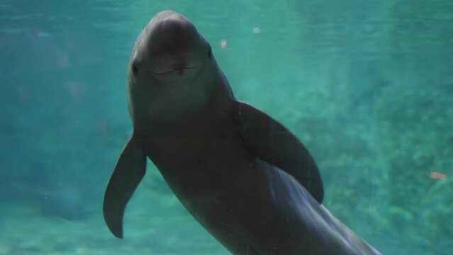 Finless porpoise underwater curiously greeting slow motion
