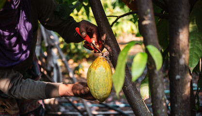 The hands of a cocoa farmer use pruning shears to cut the cocoa pods or fruit ripe yellow cacao...