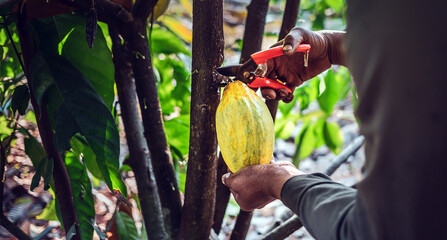 Obraz premium Close-up hands of a cocoa farmer use pruning shears to cut the cocoa pods or fruit ripe yellow cacao from the cacao tree. Harvest the agricultural cocoa business produces.v