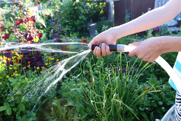 spraying plants with a hose in summer