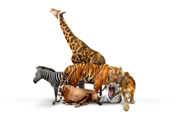 Wild Zoo Animals on transparent background. png file. Composite of a large group of wildlife zoo animals together over a white horizontal web banner or social media cover.