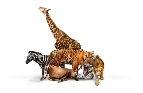Wild Zoo Animals on transparent background. png file. Composite of a large group of wildlife zoo animals together over a white horizontal web banner or social media cover.