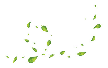 Green leaves flying on white background. Wave foliage ornament. Leaf falling. Vegan, eco, organic design element. Cosmetic pattern border. Fresh tea banner. Beauty product. Vector illustration