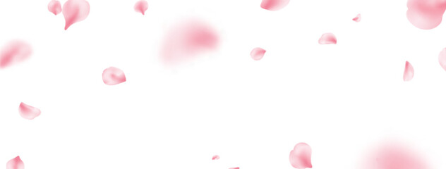 Sakura petal spring blossom on white banner. Flower flying background. Beauty Spa product frame. Pink rose composition. Valentine romantic card. Light delicate pastel design. Vector illustration - obrazy, fototapety, plakaty