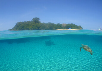 sea ​​turtle in its natural environment on an island in the caribbean sea