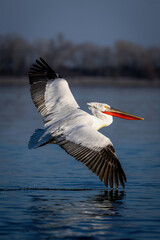 Dalmatian pelican banking over smooth blue lake